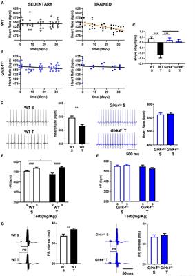 Genetic Ablation of G Protein-Gated Inwardly Rectifying K+ Channels Prevents Training-Induced Sinus Bradycardia